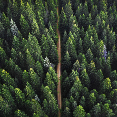Fresh Aire Forest Scene Doing our bit for the environment